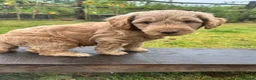 Mini Goldendoodle dogs for sale: Home bred miniature Goldendoodles - Advert 11