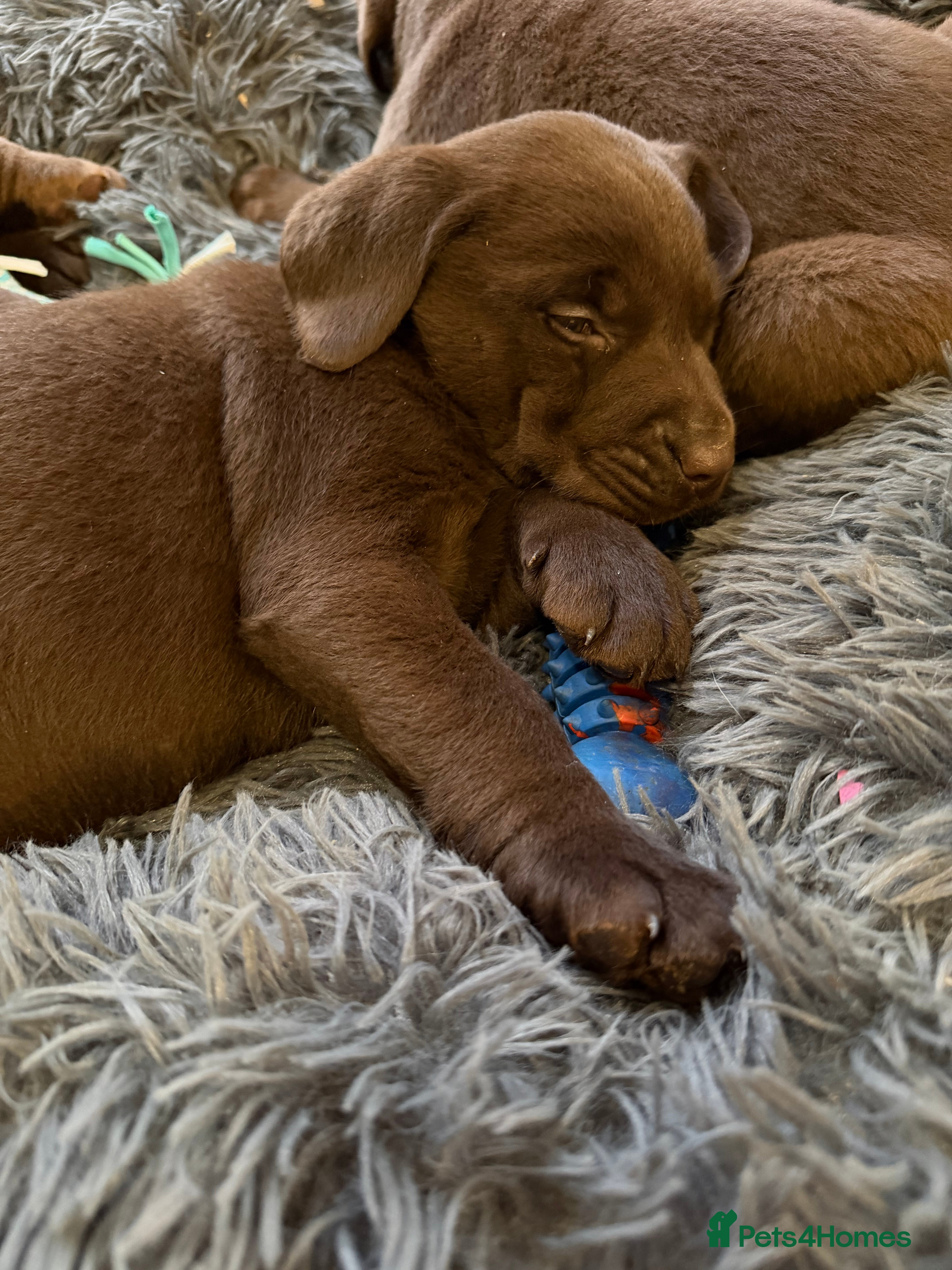 Labrador Retriever dogs Chocolate Labrador Puppies - Advert 1
