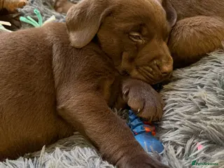 Labrador Retriever dogs Chocolate Labrador Puppies - Advert 1