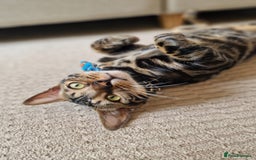 Bengal cats for sale: 11 month male Bengal - Image 2