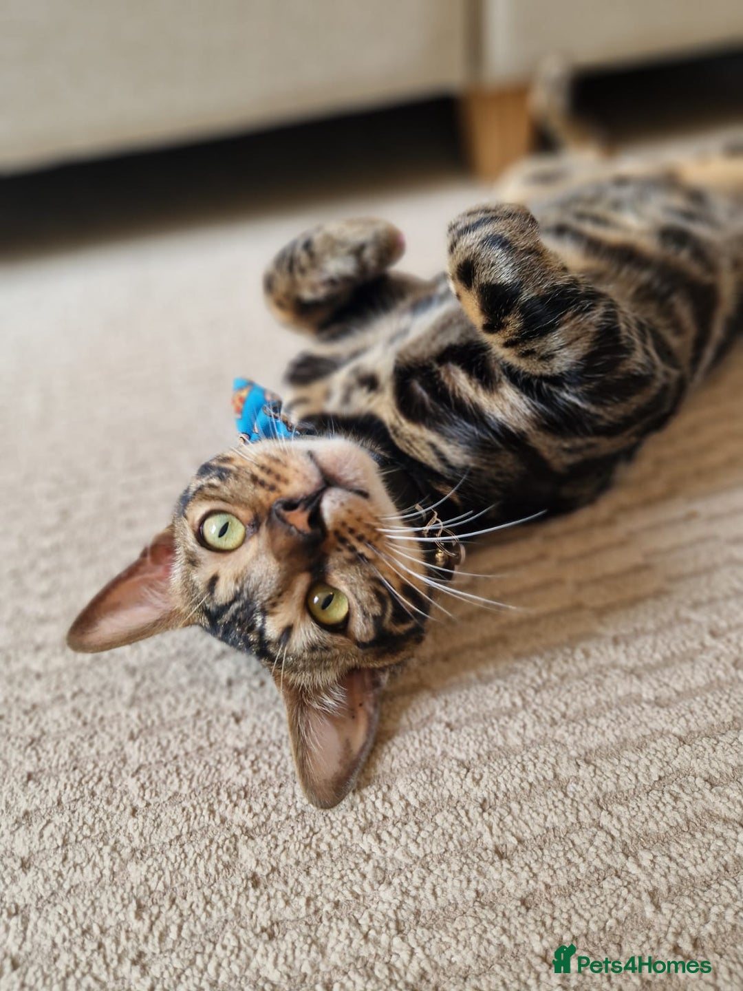 Bengal cats for sale: 11 month male Bengal - Image 2