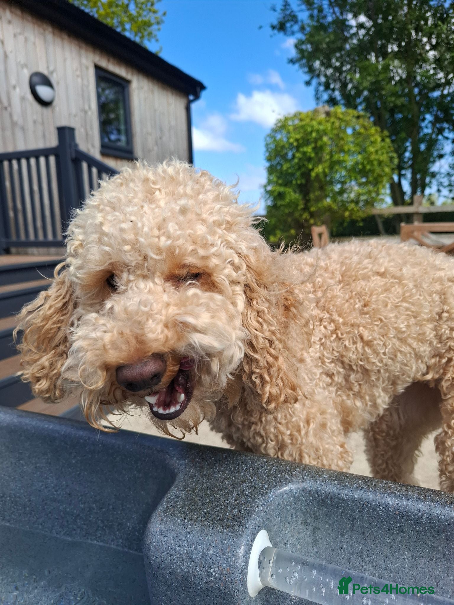 Cockapoo dogs 2 year old female cockerpoo needing loving home  - Advert 7