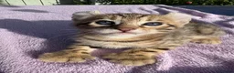 Keetso cats for sale: Stunning wild looking polydactyl curl ear keetsos  - Advert 3