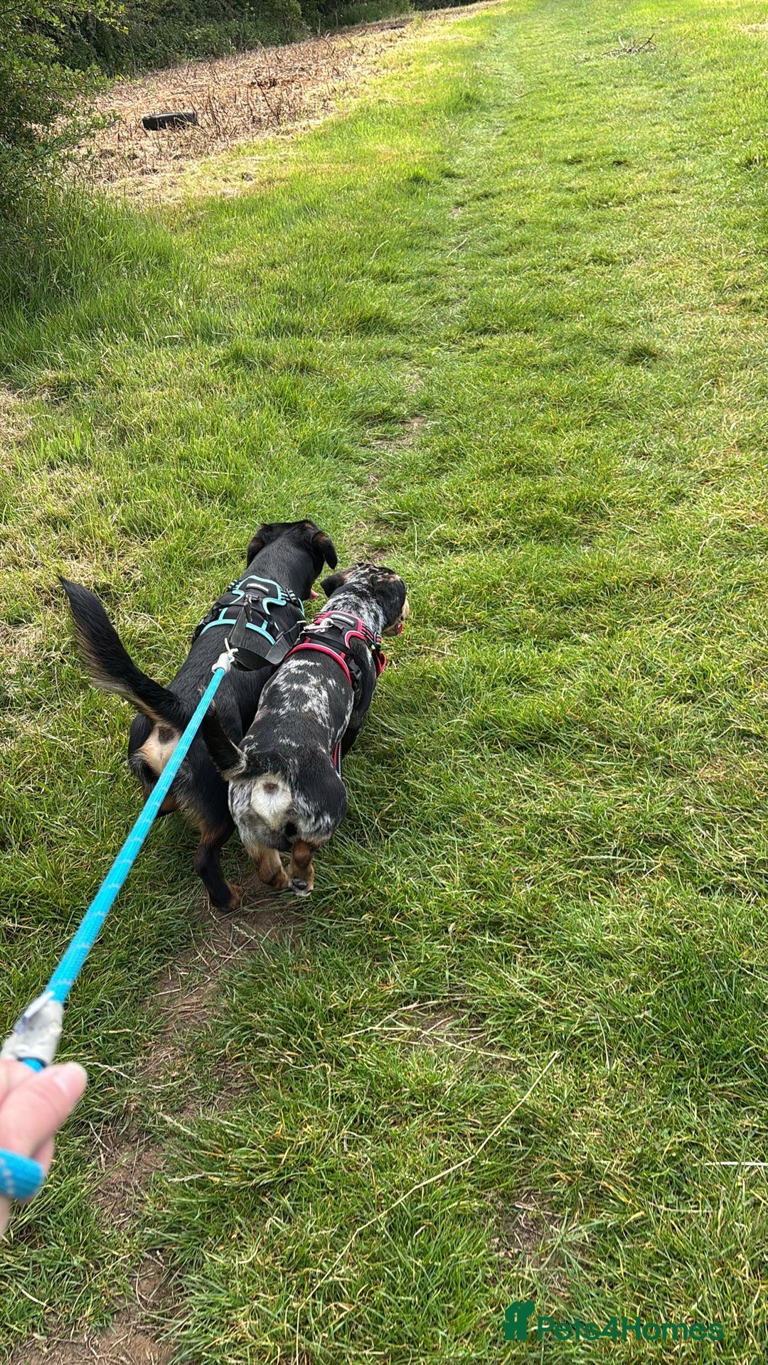 Mixed Breed dogs for sale: Timothy & Jeremy - Image 3