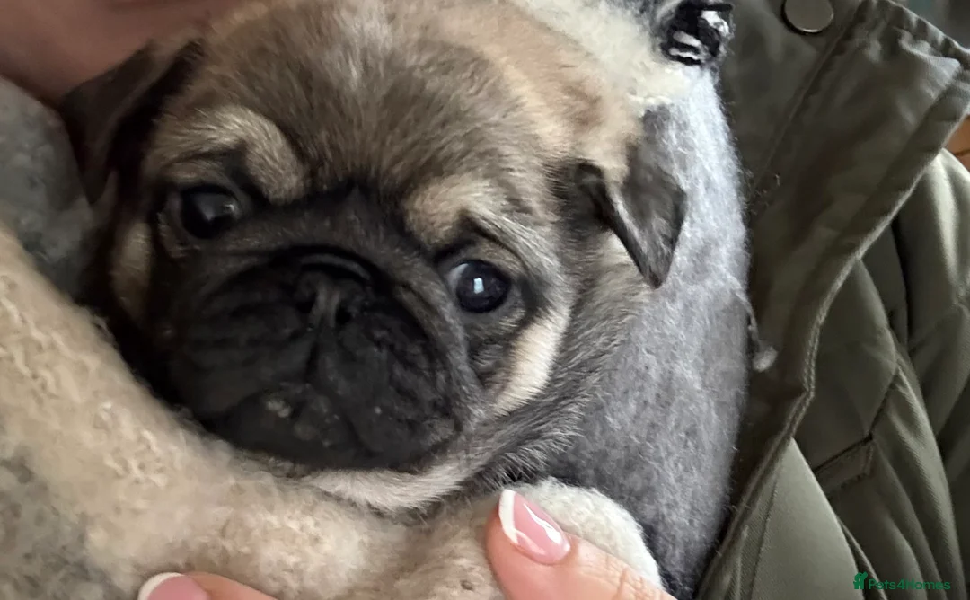 Pug dogs for sale: Pug puppies for sale  - Advert 4