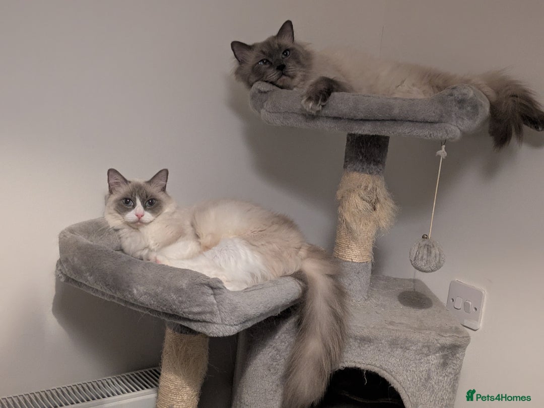 Ragdoll cats for sale: 5 beautiful kittens pure Ragdoll  - Advert 2