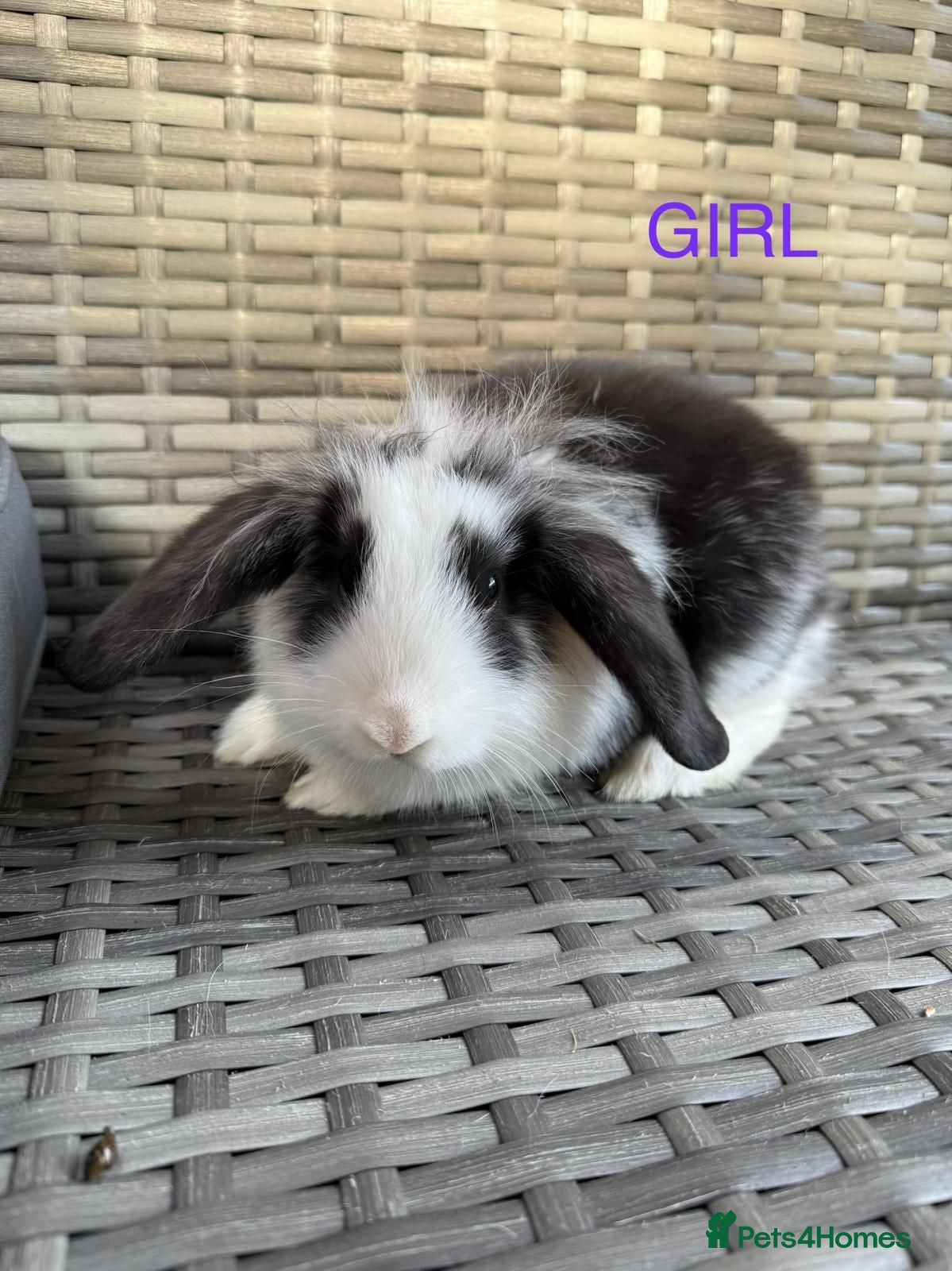 Mini Lop rabbits 3 adorable mini lops for sale  - Advert 2