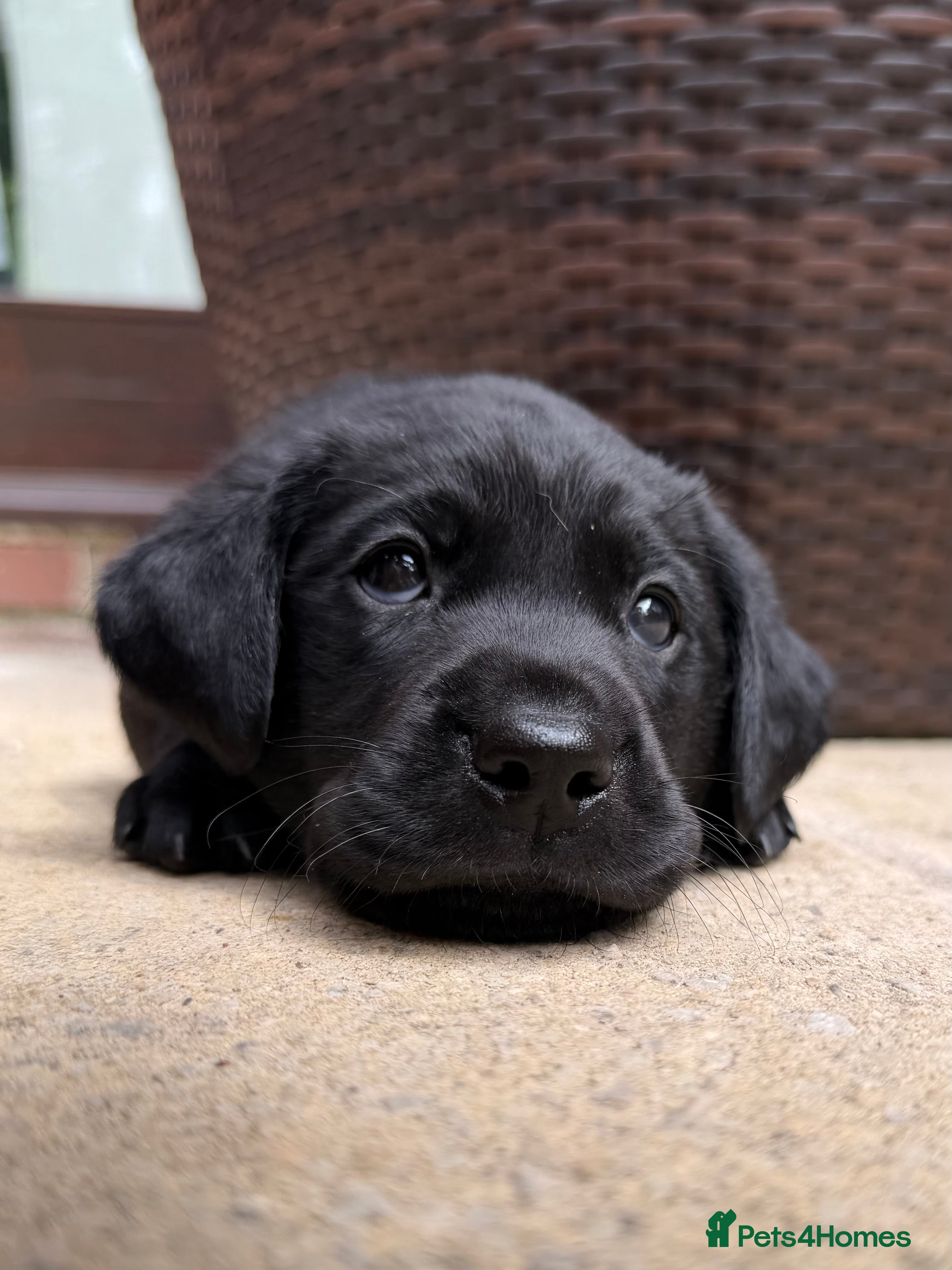Labrador Retriever dogs KC Labrador Retriever Puppies (9th generation) - Advert 1