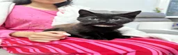 Mixed Breed cats for sale: 3 kittens and Mum Cat - Advert 8