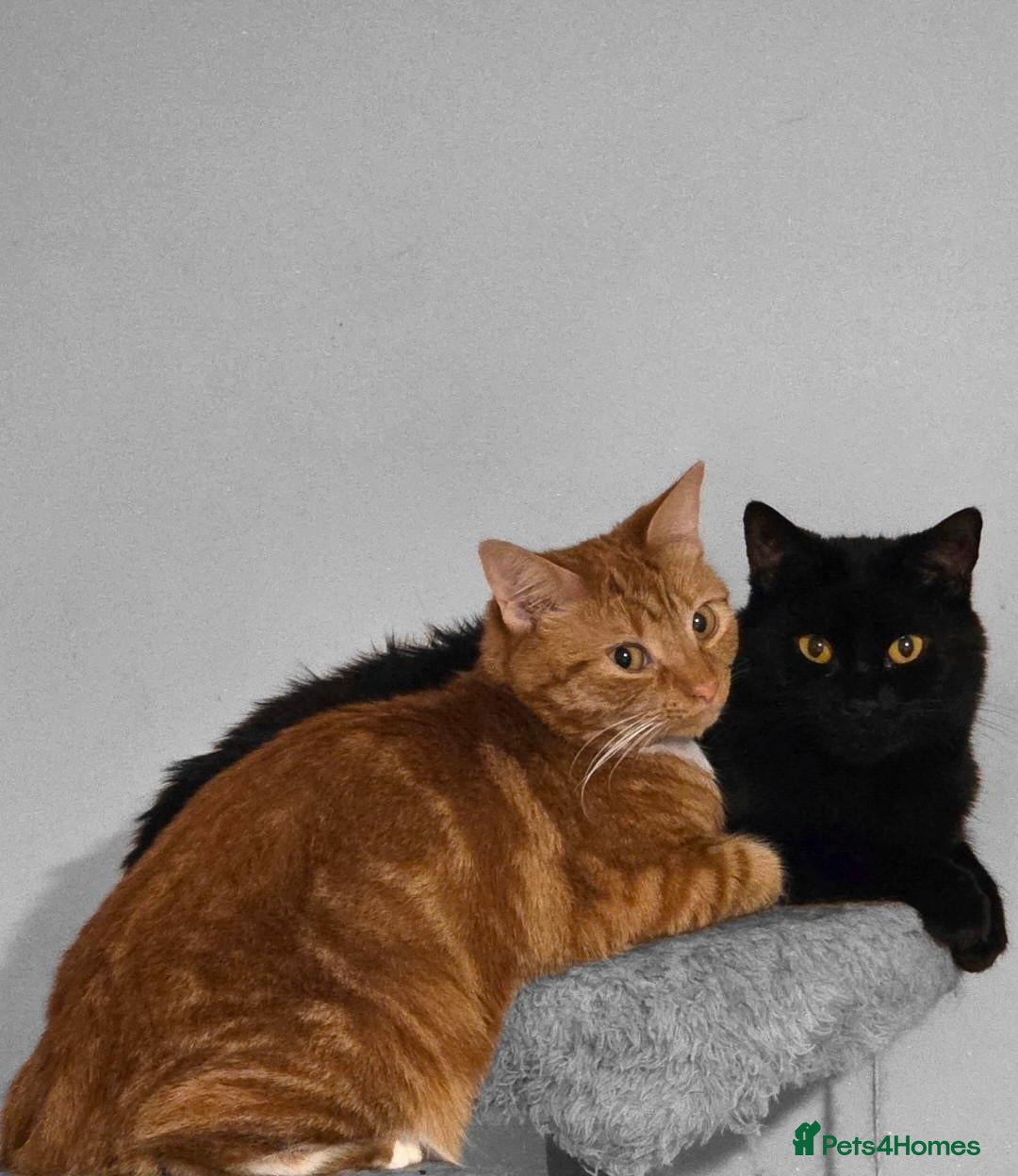 Mixed Breed cats Rehoming Gizmo and Ash  - Advert 2