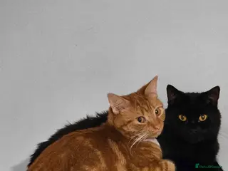 Mixed Breed cats Rehoming Gizmo and Ash - Advert 6