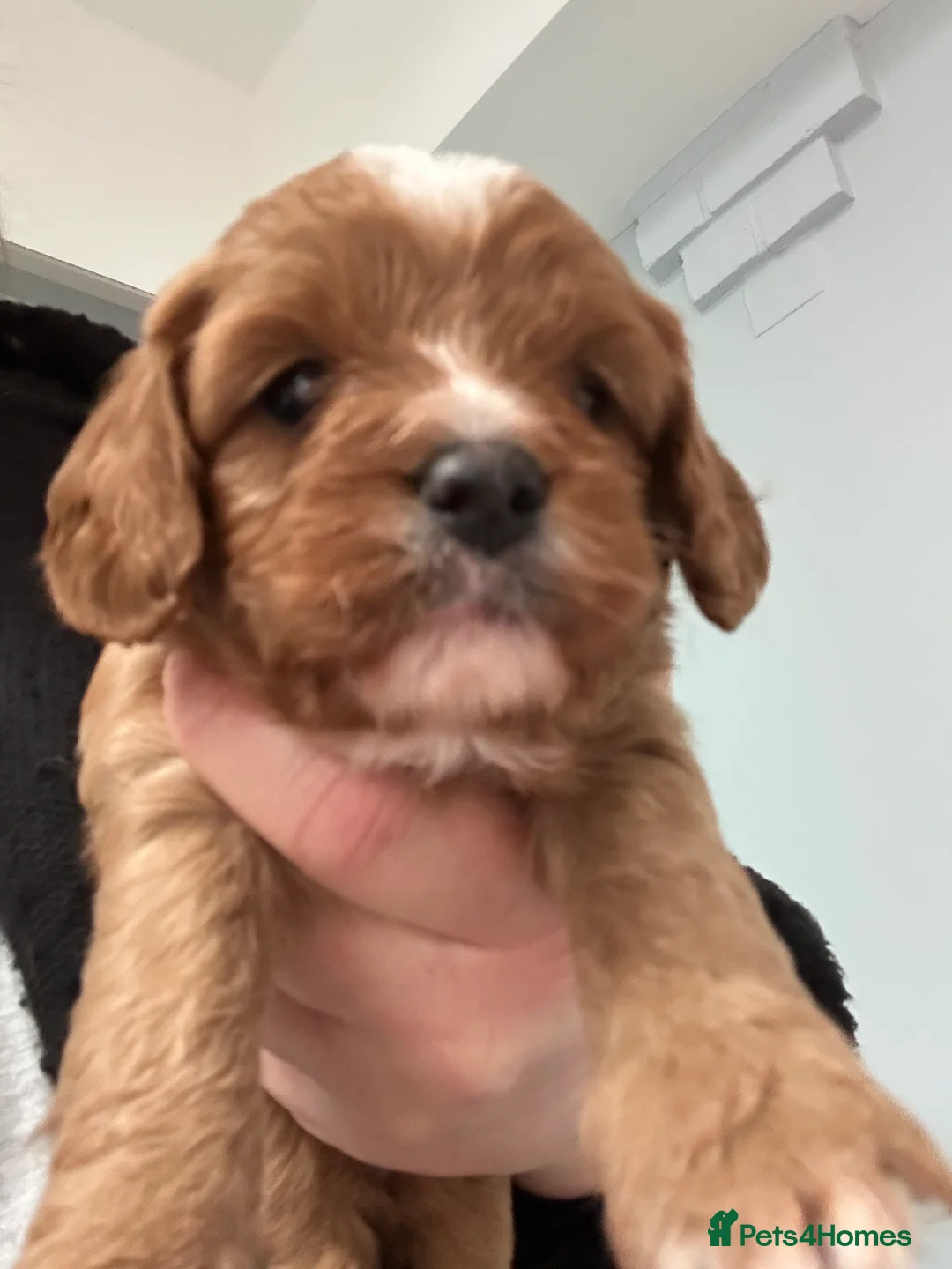 Cavapoo dogs for sale: Red health tested cavapoo girls  - Advert 5