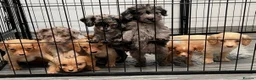 Miniature Poodle dogs for stud: PROVEN BLUE MERLE PHANTOM MINI POODLE DNA TESTED - Advert 9