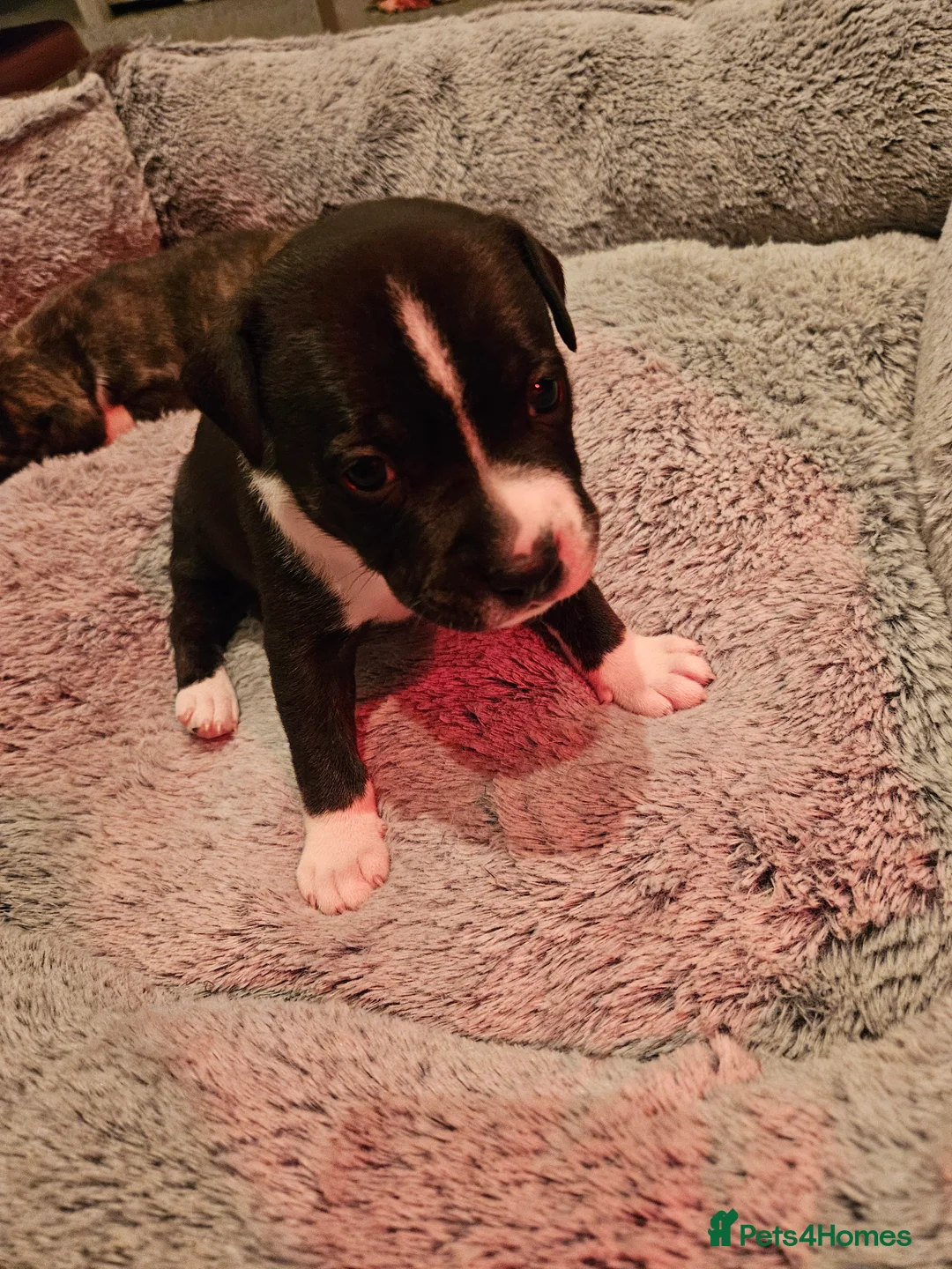 Staffordshire Bull Terrier dogs for sale: 4 staffies for sale - Advert 5
