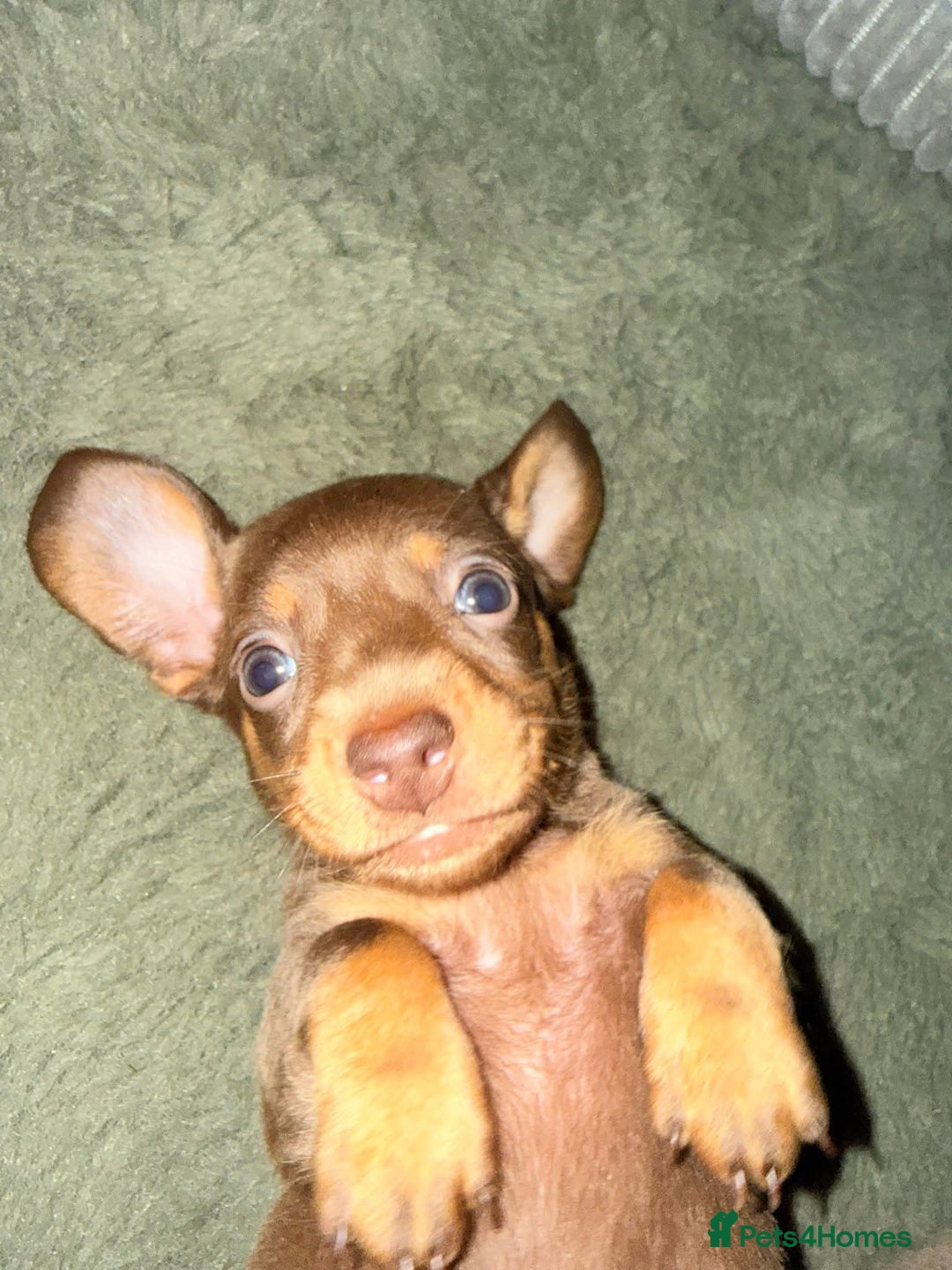 Dachshund dogs for sale: Dachshund puppies - Advert 2