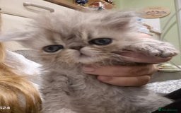 Exotic cats for sale: Exotic longhair and short hair kittens  - Image 34