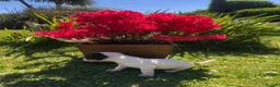 Jack Russell dogs for sale: Jack Russell Puppies For Sale - Advert 5