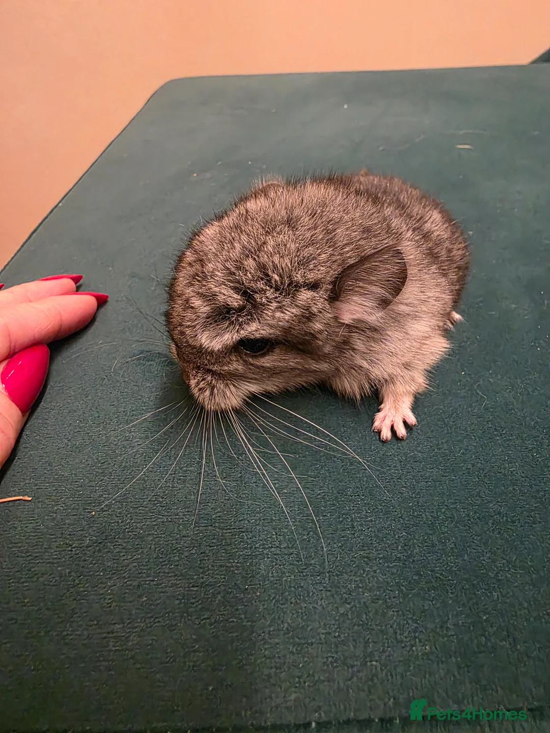 Chinchilla rodents for sale: Baby chinchillas!  - Advert 2