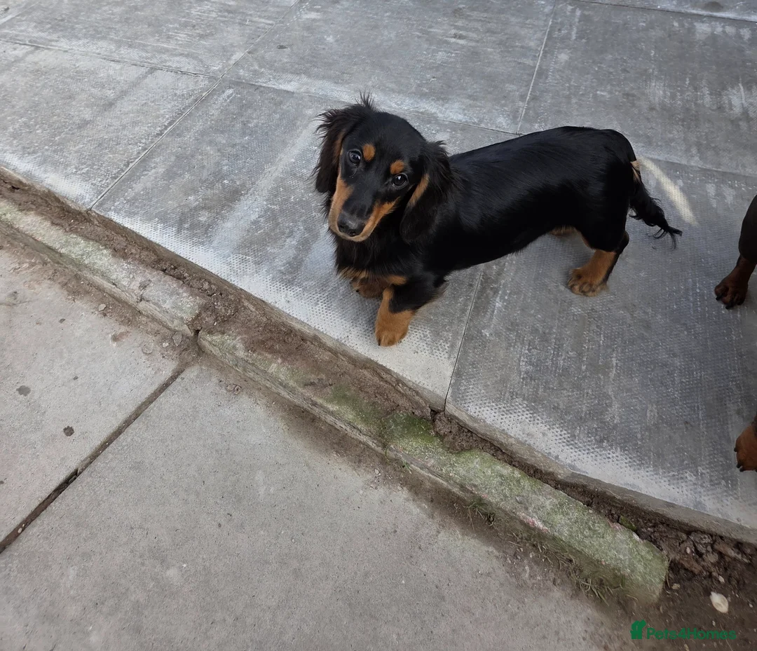 Miniature Dachshund dogs for sale: Kc Miniature  Dachshund  - Advert 1
