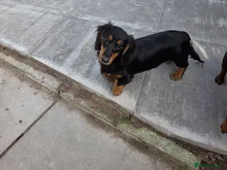 Miniature Dachshund dogs Kc Miniature Dachshund - Advert 15