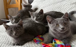 Russian Blue cats for sale: Russian Blue Kittens - Image 2