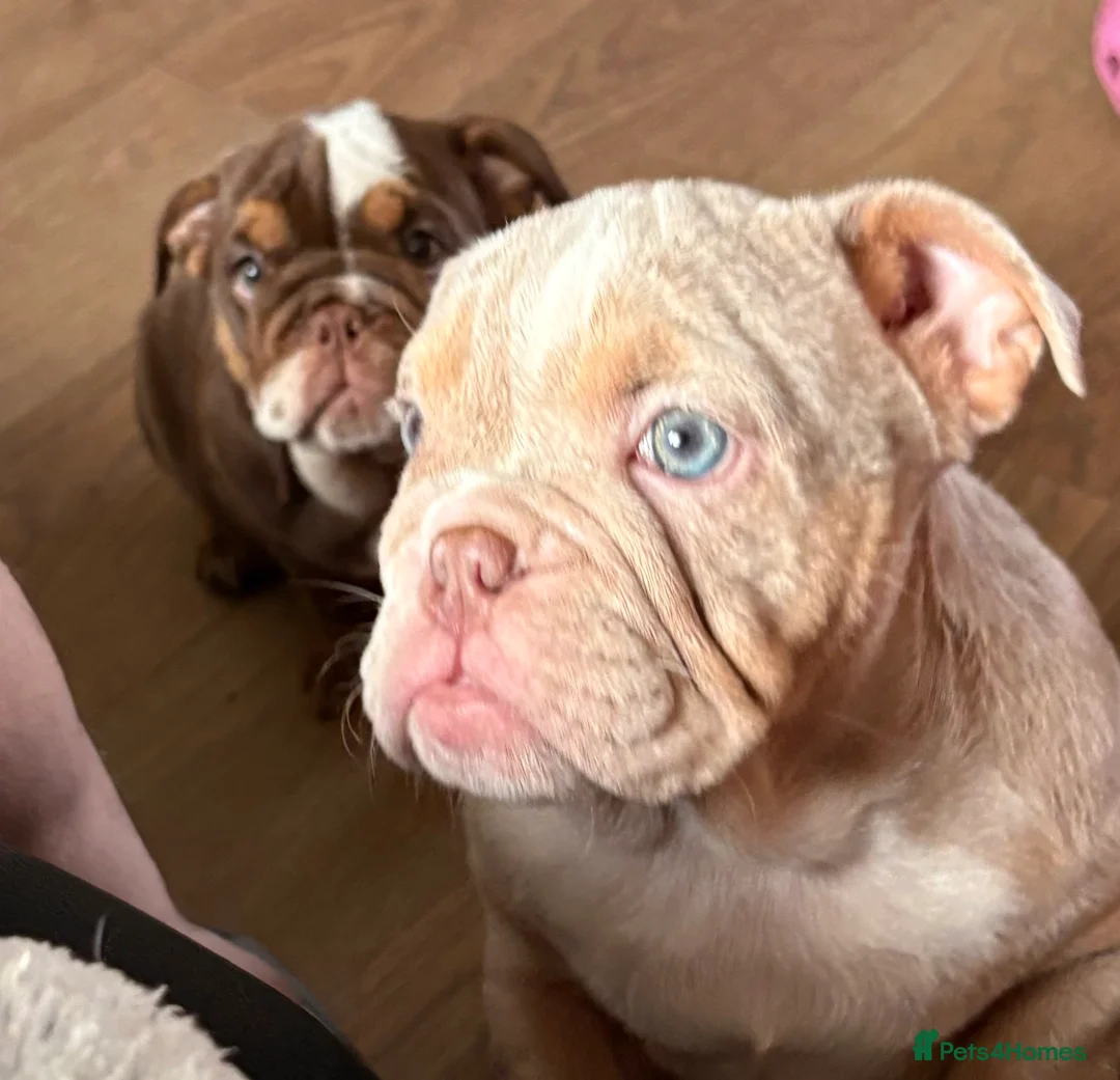 English Bulldog dogs for sale: beautiful english bulldogs for sale  - Advert 5