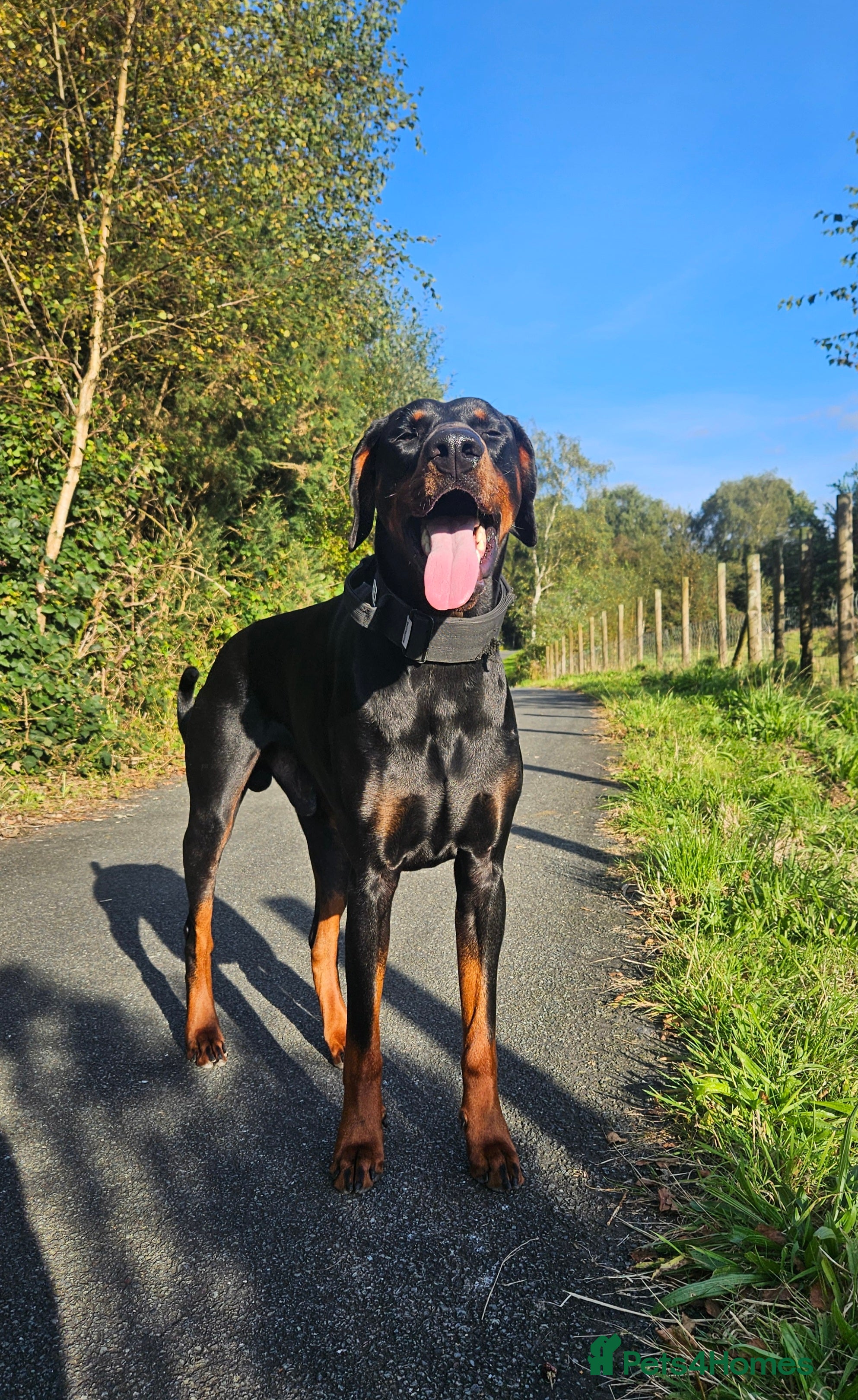 Dobermann dogs 💥 Proven Stud Available – Cerberus 💥 in Swansea - Advert 2
