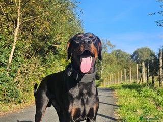 Dobermann dogs in Swansea - Advert 4