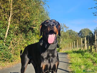 Dobermann dogs 💥 Proven Stud Available – Cerberus 💥 in Swansea - Advert 20