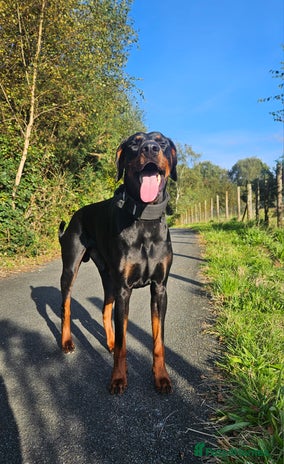 Dobermann dogs in Swansea - Advert 1