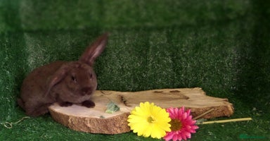 Mini Lop rabbits - Advert 8