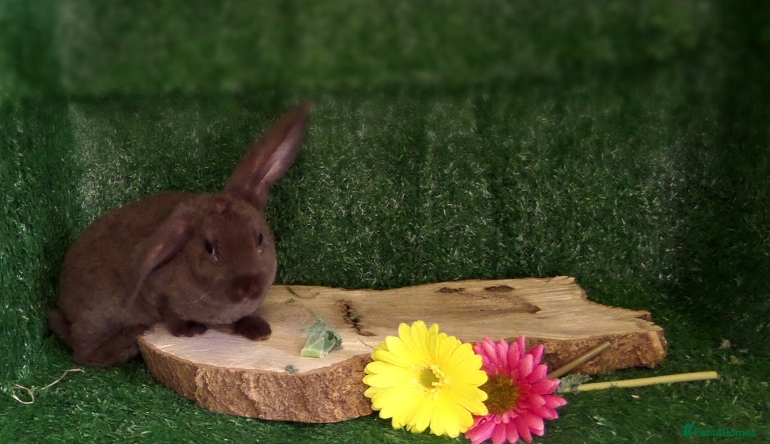 Mini Lop rabbits for sale: gorgeous plush mini lop - Image 2