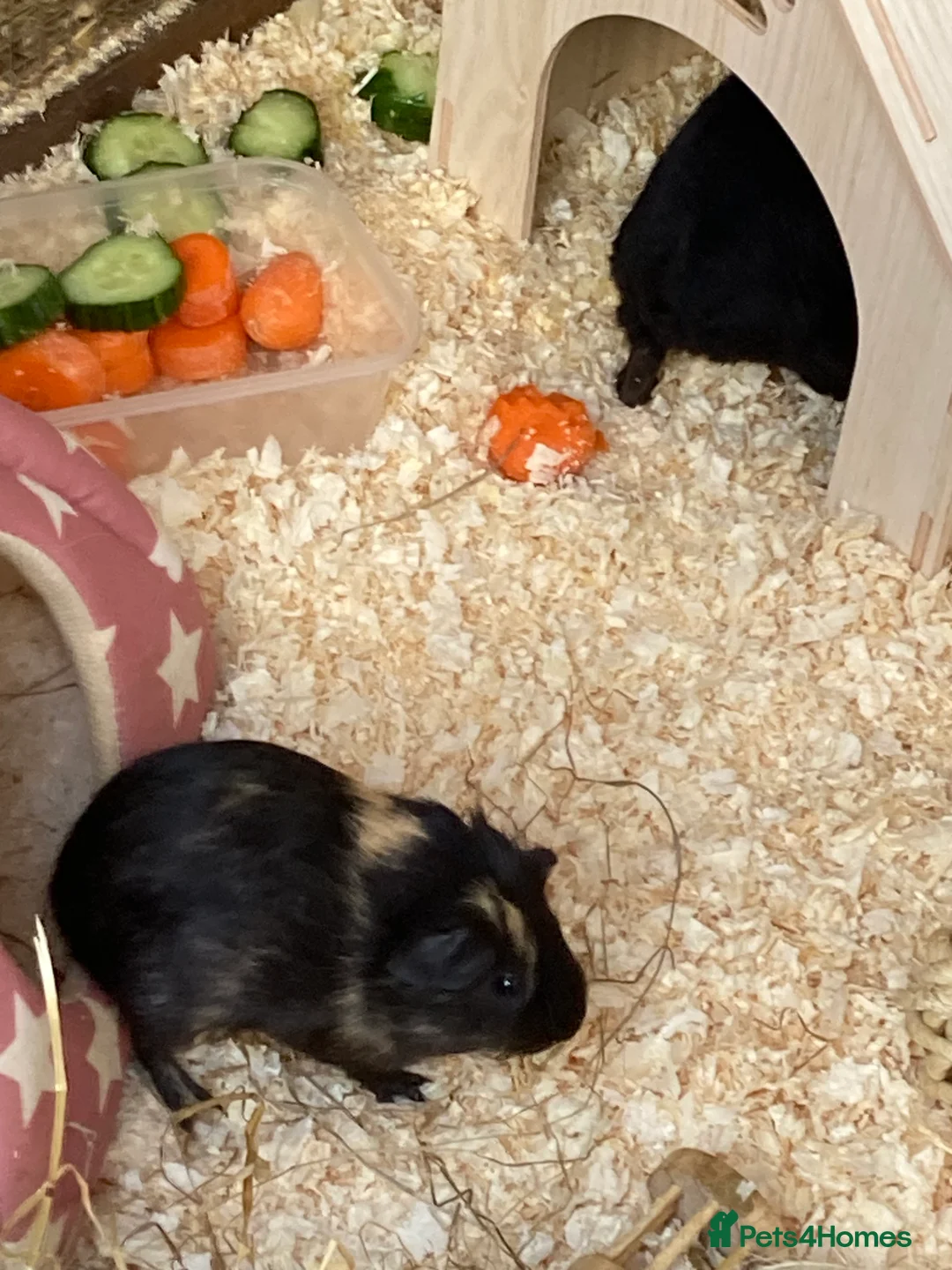 Guinea Pig rodents for sale: Guinea Pigs Boars & Sows - Advert 1