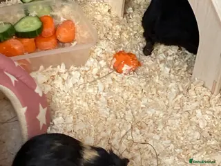 Guinea Pig rodents Guinea Pigs Boars & Sows - Advert 2