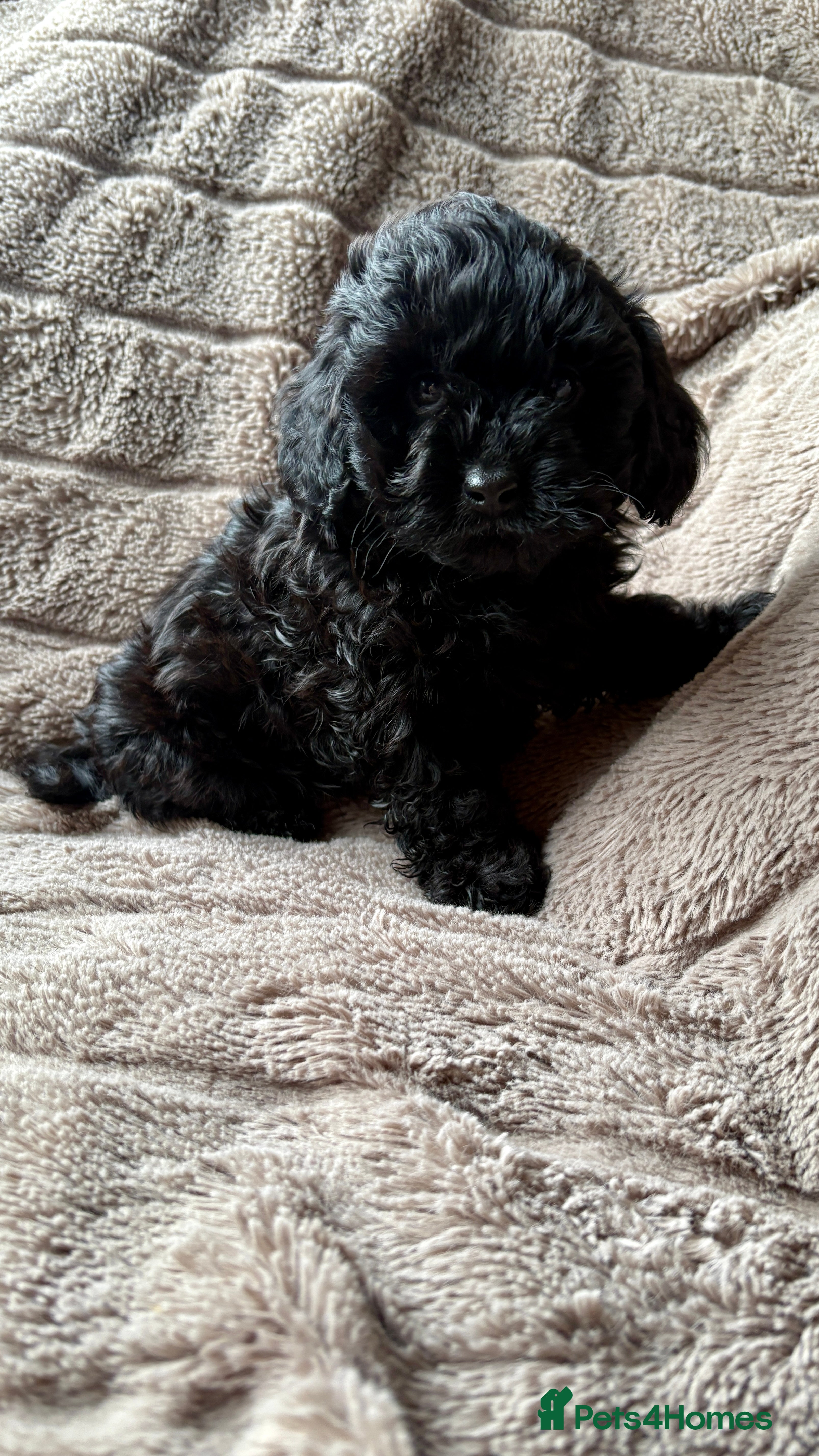 Lhasapoo dogs ***2 stunning lhasapoos ready this week*** - Advert 13