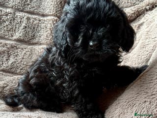 Lhasapoo dogs ***2 stunning lhasapoos ready this week*** - Advert 13