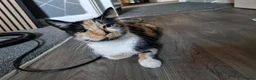 Mixed Breed cats for sale: 4 year old girl cat  - Advert 1