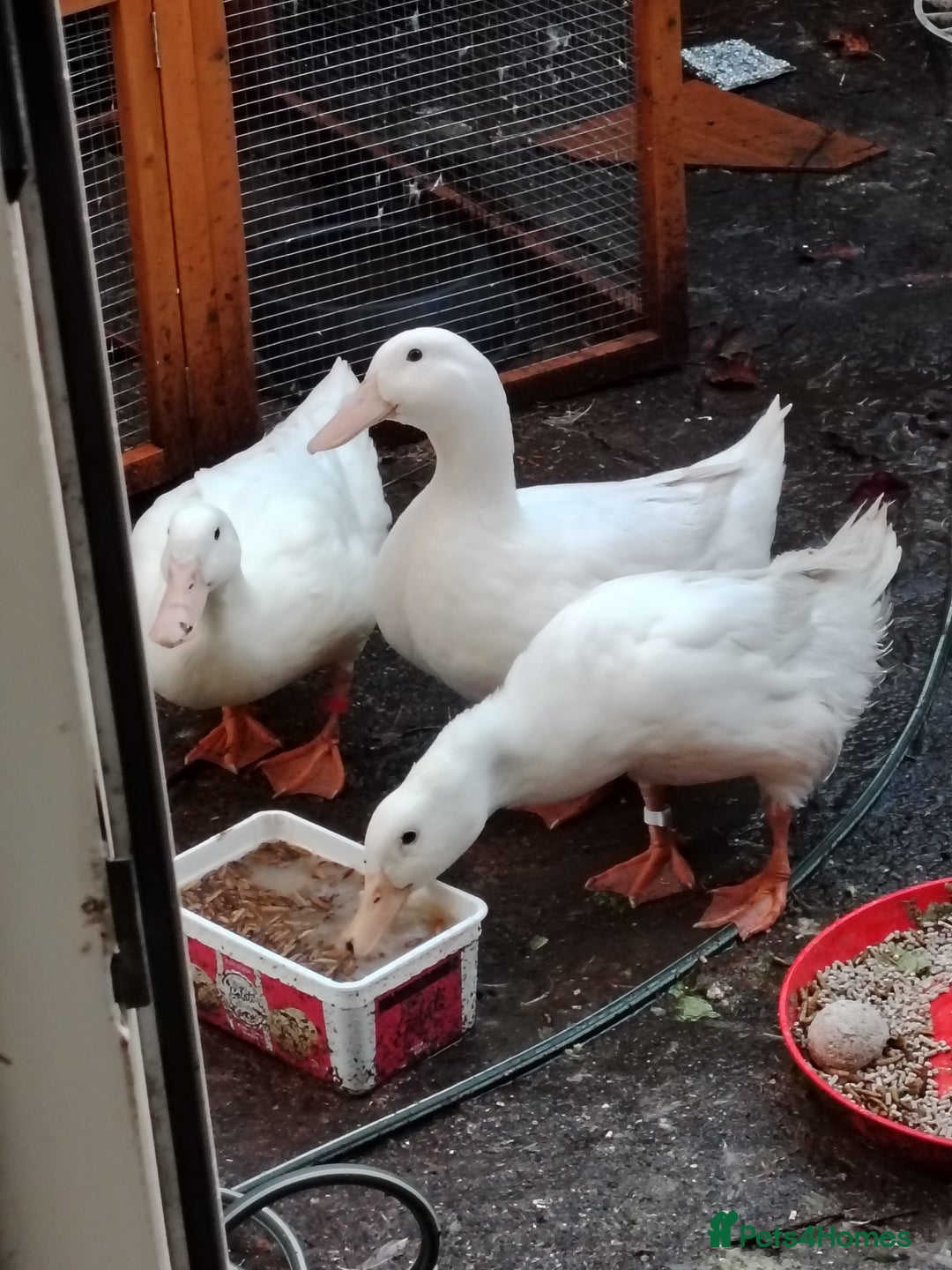 Ducks poultry for sale: 3 cherry valley ducks all female - Image 1
