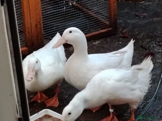 Ducks poultry for sale - Advert 1