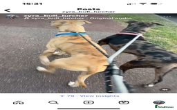 Mixed Breed dogs for sale: Second generation Female bull lurcher  - Image 16