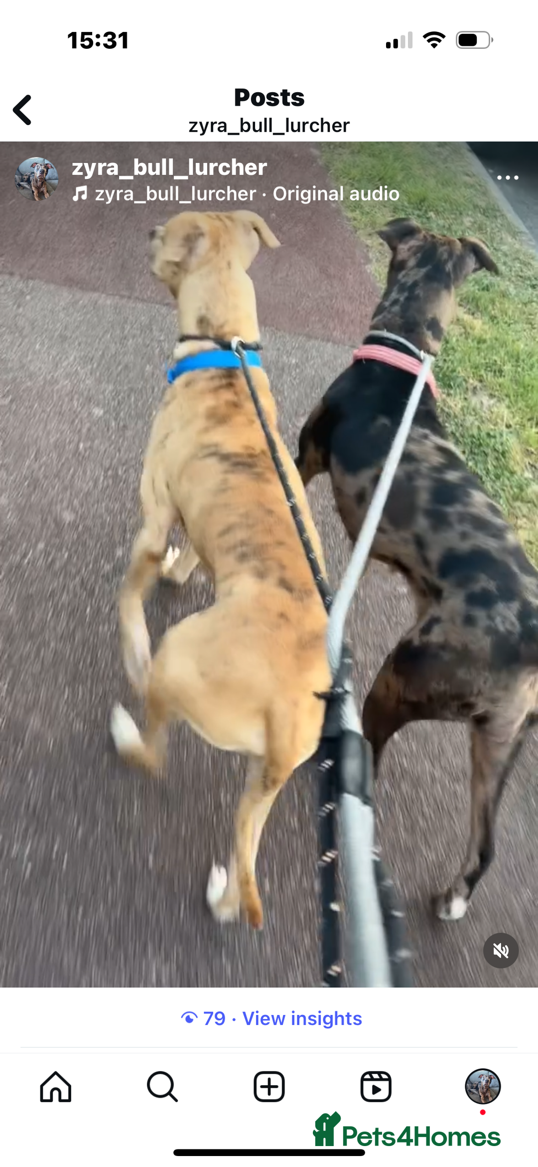 Mixed Breed dogs for sale: Second generation Female bull lurcher  - Image 16
