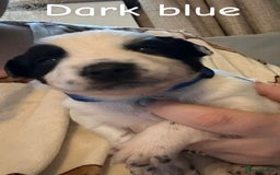 Border Collie dogs for sale: 10 beautiful chunky Border Collies - Image 6