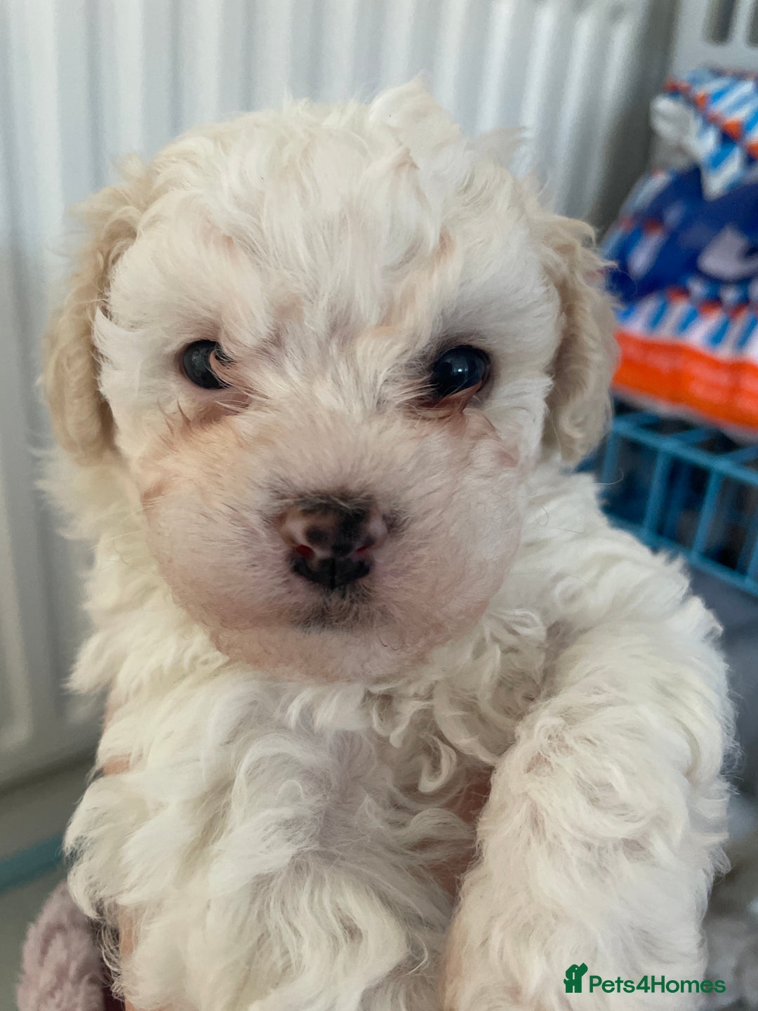 Bichon Frise dogs for sale: The cutest Boy Bichons for sale x - Image 6