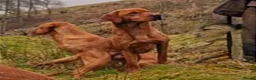 Labrador Retriever dogs for stud: FTCH SIRED KC DEEP FOX RED LABRADOR STUD - Advert 3