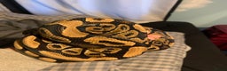 Python Snake reptiles for sale: Ball pythons for sale - Advert 6