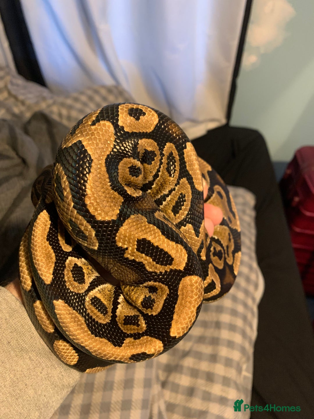 Python Snake reptiles for sale: Ball pythons for sale - Advert 6