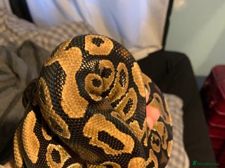 Python Snake reptiles Ball pythons with set ups - Advert 5