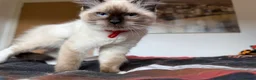 Ragdoll cats for sale: Ragdoll Kittens for Sale - Advert 32