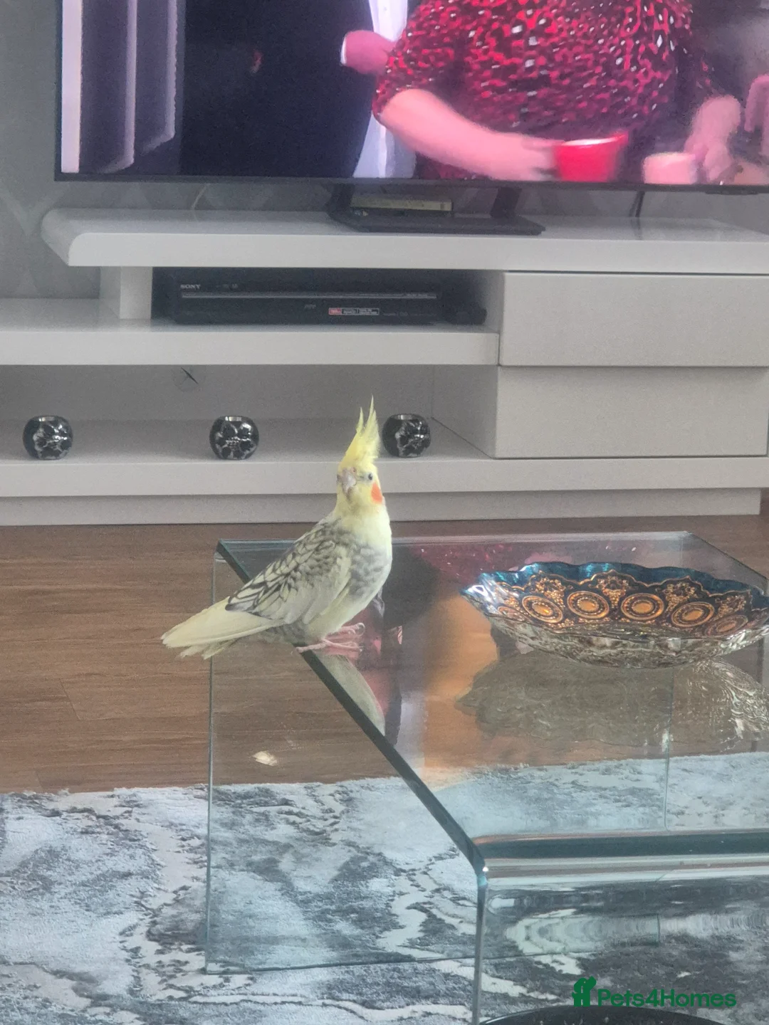Cockatiels birds for sale: Two birds for sale  in Liverpool - Advert 4
