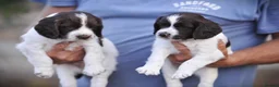 English Springer Spaniel dogs for sale: English springer spaniel puppies  in Exeter - Advert 10